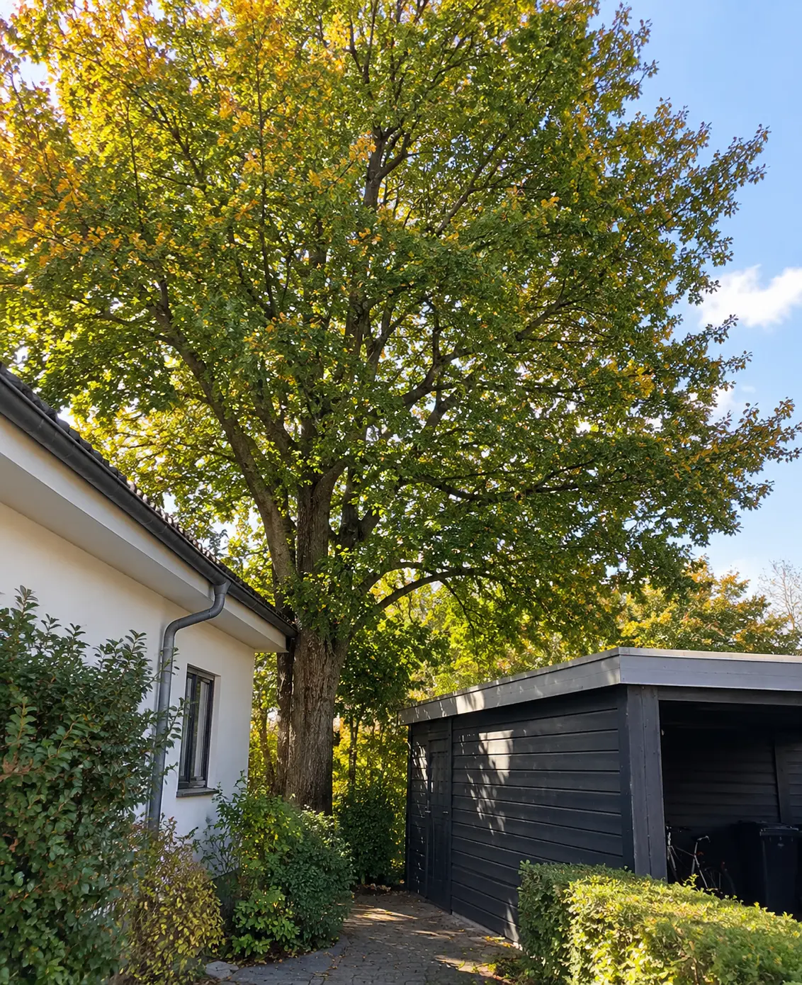 Stort løvtræ med stamme placeret tæt mellem et hvidt hus og en mørk carport i en have